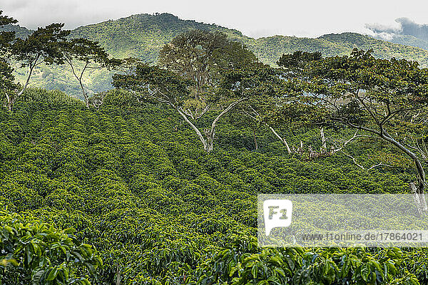 Organic coffee farm in the mountains of Panama  Chiriqui highlands