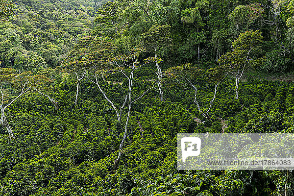 Organic coffee farm in the mountains of Panama  Chiriqui highlands