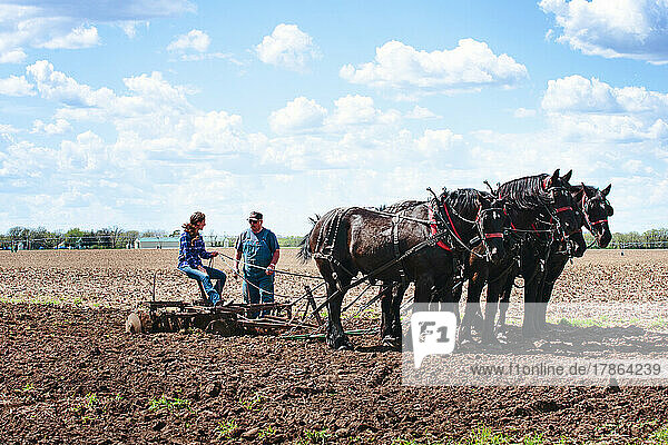 Woman plowing a field with a team of four black Percheron horses.