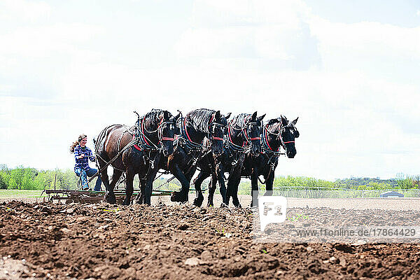 Woman plowing a field with team of black Percheron horses.