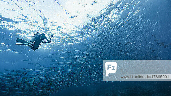 underwater photographer diving at the Andaman Sea