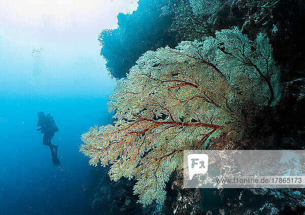 Diver exploring sea fan at Tubbataha Reef