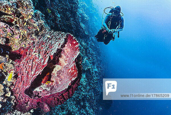 Diver exploring barrel sponge coral at Tubbataha Reef