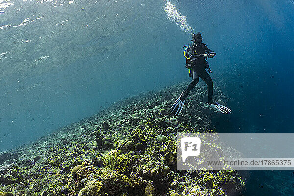 Woman ascending into the clear water at the Tubbataha Reef