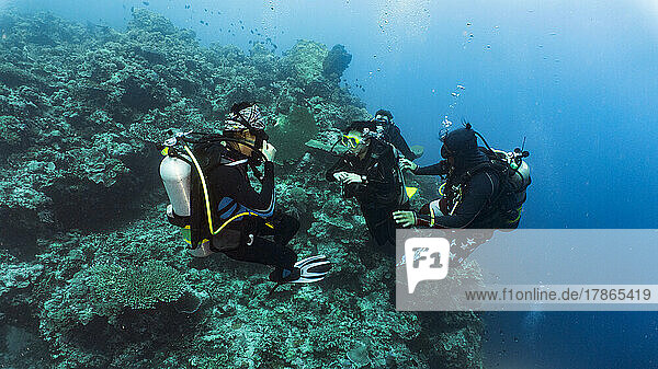 group of divers exploring the Tubbataha Reef