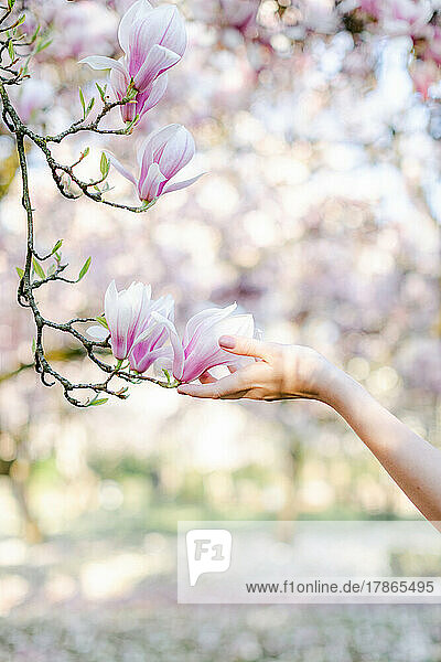 hand of a white young woman touches a magnolia in bloom