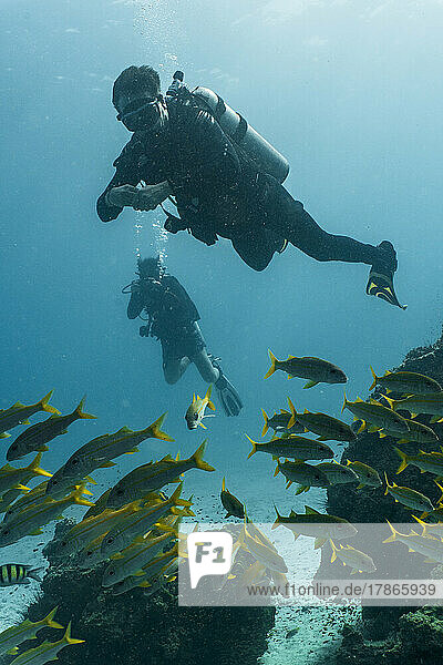 divers exploring the ocean floor on a dive around Phuket