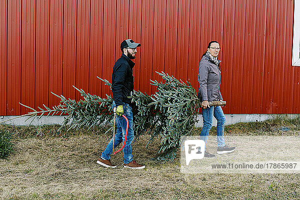young man and mother in law carry christmas tree to car