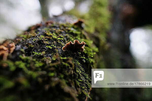 Brown Wild Mushrooms GrowingOn Mossy Tree after Rain