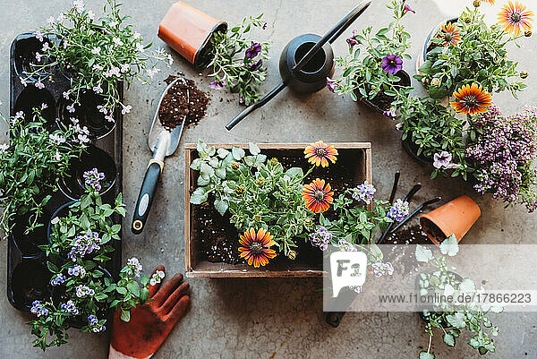 Top view of flowers in pots with gardening tools on grey floor.