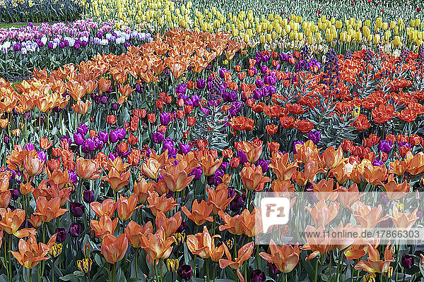 Tulips bloom at Keukenhof in Lisse  Holland  Europe.