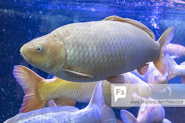 Kois im Aquarium  Schwarzwald  Baden-Württemberg  Deutschland.