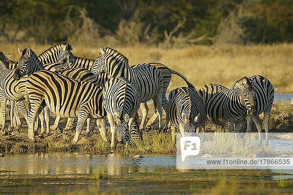 Zebraherde  Burchells Zebras (Equus burchellii) trinkt an einer Wasserstelle. Etosha-Nationalpark  Namibia  Afrika