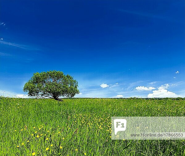 Frühling Sommer Hintergrund  blühende Blumen grünes Gras Feld Wiese Landschaft Landschaft unter blauem Himmel mit einzelnen einsamen Baum