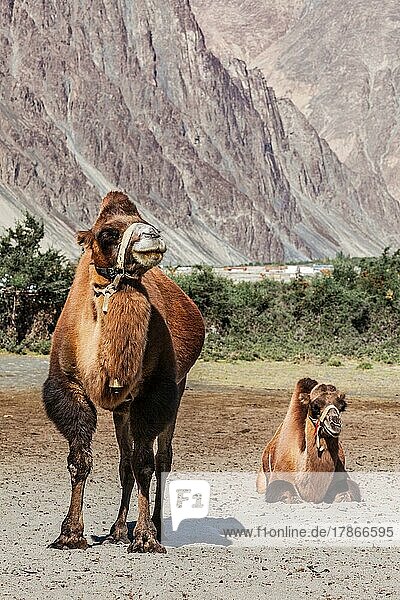 Bactrian camels in Himalayas. Hunder village  Nubra Valley  Ladakh  Jammu and Kashmir  India  Asia