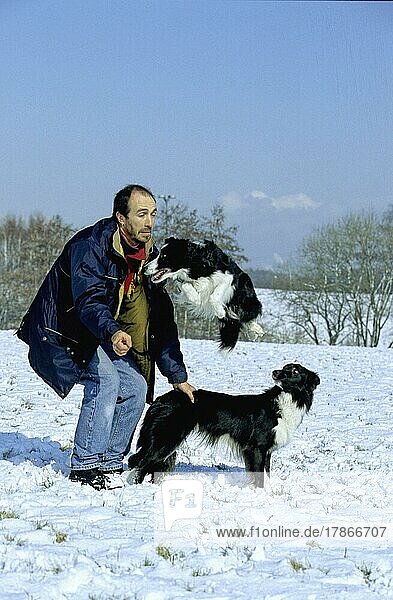 Man playing with Border Collie