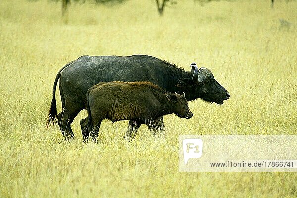 Kaffernbüffel (Syncerus caffer) African Buffalo Adult Lake Nakuru Kenya