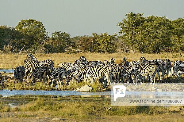 Zebraherde  Burchells Burchell-Zebra (Equus burchellii) trinkt an einer Wasserstelle. Etosha-Nationalpark  Namibia  Afrika