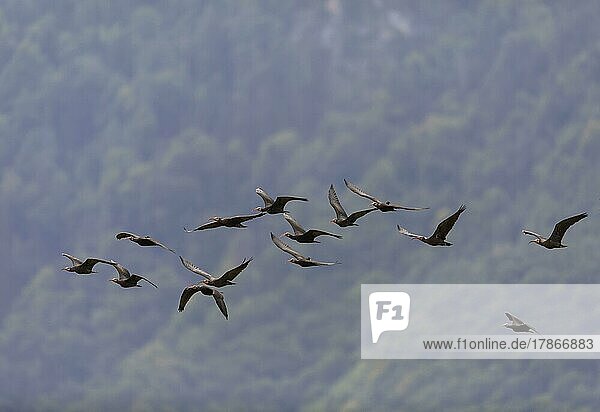 A flock of Steller's Northern Bald Ibis (Geronticus eremita)  Hermit Ibis  or Waldrapp in flight  Alpine foothills  Austria  Europe