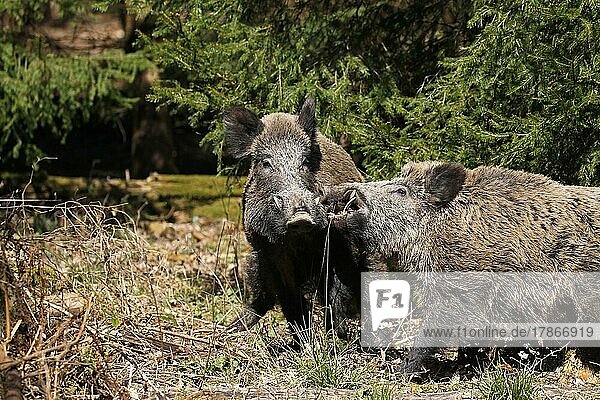Wild boar (Sus scrofa) strong boar quarrelling in front of spruce thicket  Allgäu  Bavaria  Germany  Europe