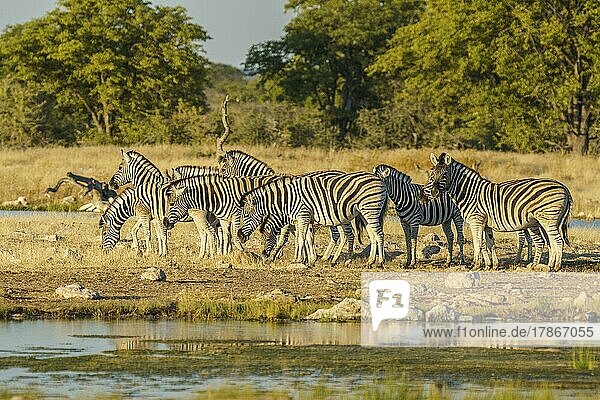 Zebraherde  Burchells Zebras (Equus burchellii)  die gleichzeitig an einem Wasserloch beobachten und fressen. Etosha-Nationalpark  Namibia  Afrika