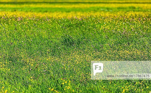 Frühling Sommer Hintergrund  blühende Blumen Feld Wiese flache Tiefenschärfe