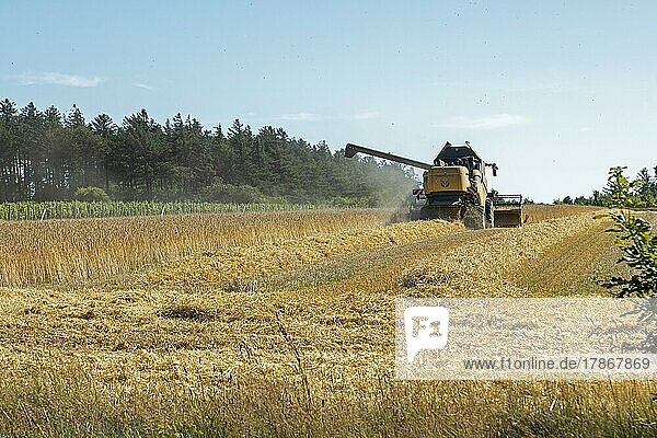 Combine harvester near Nieblum  Föhr Island  North Friesland  Schleswig-Holstein  Germany  Europe