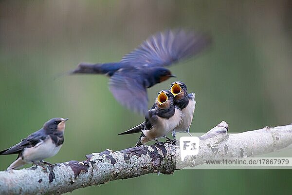 Barn Swallow (Hirundo rustica) Young birds begging for food