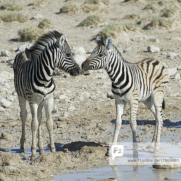 Burchell-Zebras (Equus quagga burchellii)  zwei Zebrafohlen stehen am Wasserloch  Nase an Nase  Etosha-Nationalpark  Namibia  Afrika