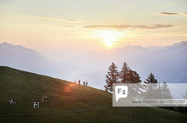 Hikers and cattle on mountain at sunrise  Mutters  Tyrol  Austria