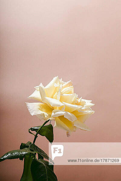 Yellow rose against peach background