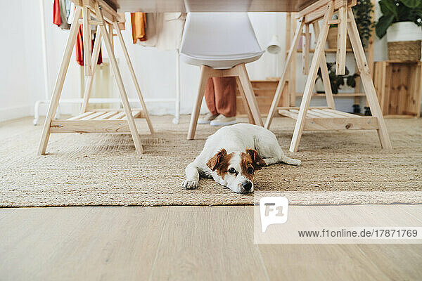 Hund ruht auf Teppich im Heimbüro