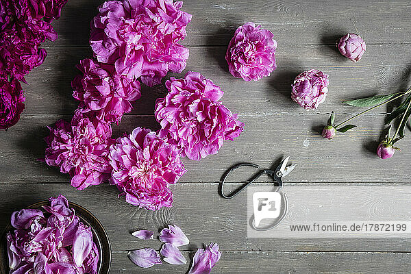 Studio shot of heads of pink blooming peony flowers lying against wooden background
