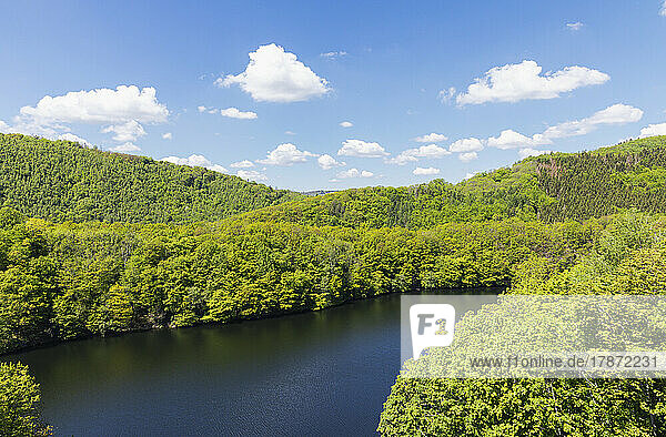 Scenic view of lake amidst green plants  Eifel National Park  Germany