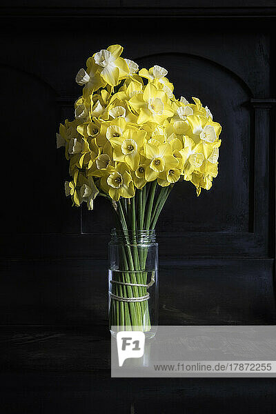 Studio shot of yellow blooming daffodils