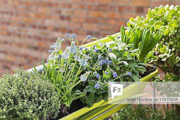 Herbs and springtime flowers cultivated in balcony garden