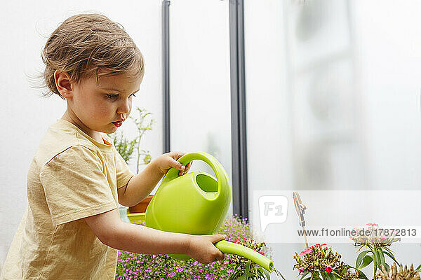 Boy pouring water on plants through watering can