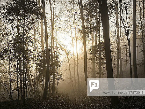 Bare autumn trees in Upper Palatine Forest at foggy sunrise