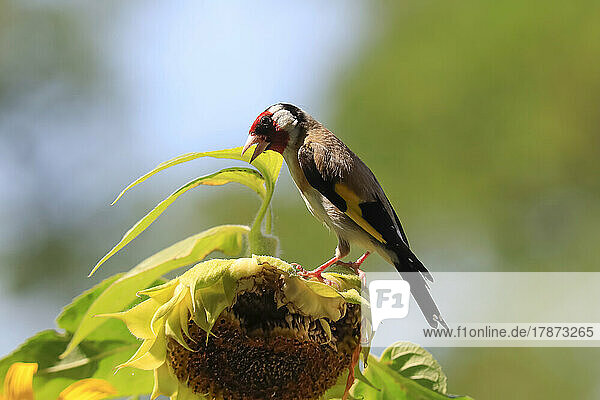European goldfinch (Carduelis carduelis) feeding on sunflower