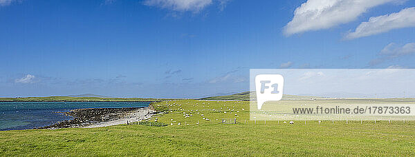 UK  Scotland  Panoramic view of flock of sheep grazing on grassy coastline of Outer Hebrides