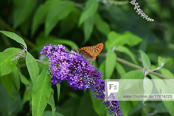 Silver-washed fritillary (Argynnis paphia) perching on purple blooming flower