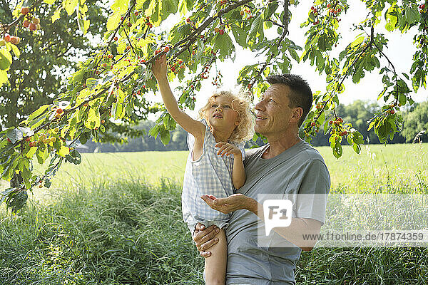 Father carrying daughter plucking cherries from tree