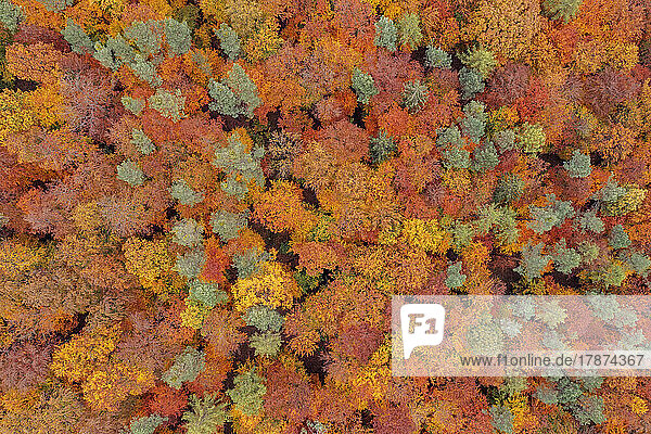 Drone view of autumn forest in Steigerwald