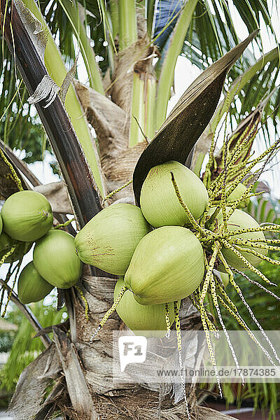 Frische Kokosnüsse wachsen am Baum