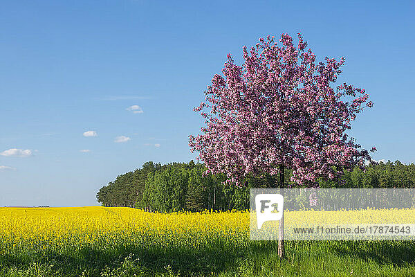 Single cherry tree blossoming in front of vast oilseed rape field in spring