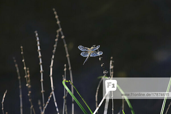Dragonfly perching on plant stem