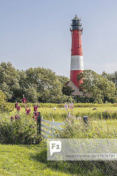Germany  Schleswig-Holstein  Pellworm  Flowers blooming in front of rustic gate with Pellworm Lighthouse in background
