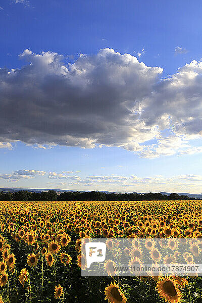 Clouds over sunflowers blooming in vast summer field