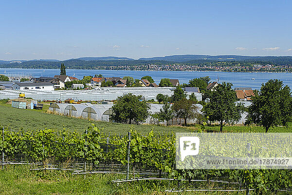 Deutschland  Baden-Württemberg  Reichenau  Sommerweinberg mit Gewächshäusern im Hintergrund