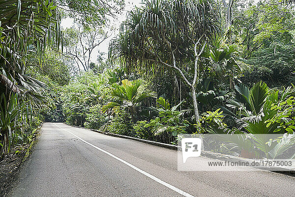 Seychelles  Praslin  Asphalt road cutting through lush green rainforest